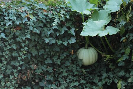 A green pumpkin hanging down a wall covered with ivyの写真素材