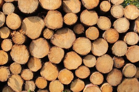 Tree trunks stacked to a pile that can be used for renewable energy