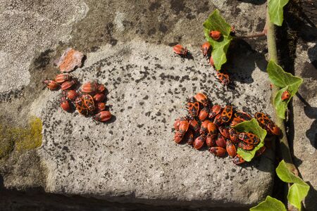 A stone wall with ivy, lichen and a group of firebugs