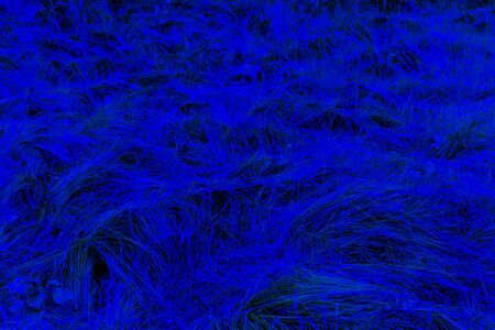 Grassy blurry blue abstract texture as background or wallpaper