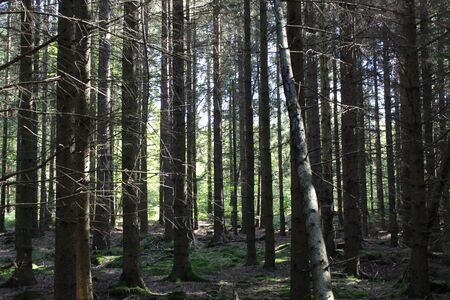 Pine trees with sunlight background an small areas of sunlight shining on tree trunks