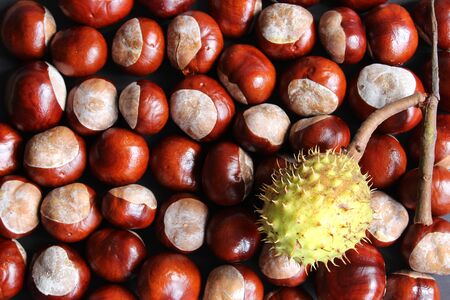 Flat lay of chestnuts with a green chestnut shell on the bottom right lying on top of themの写真素材