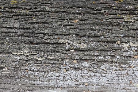 Close up of old wooden texture with rests of old paint and grey and white lichen
