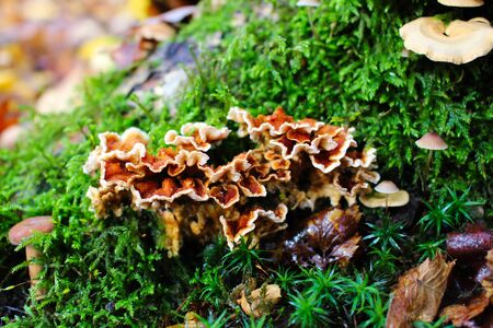 Selected focus on oak - laminated mushroom (Stereum gausapatum)の写真素材
