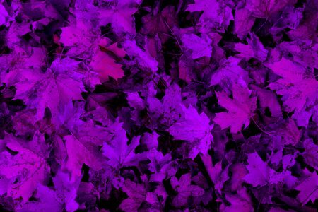 Purple autumn leaves texture for background or wallpaperの写真素材