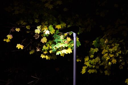 Autumn leaves illuminated at night by a streetlight