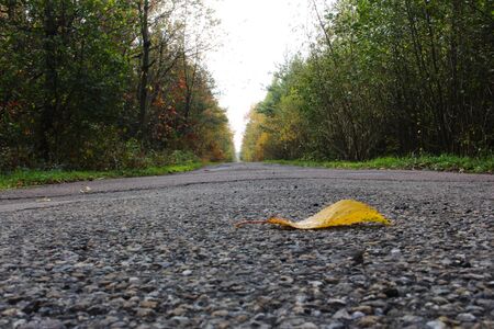 Leaf laying on the road with selected focus on foregroundの写真素材