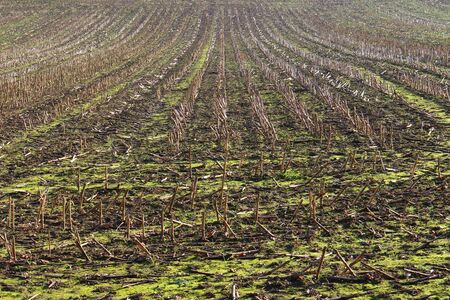 Mown corn field in autumn with corn stalks drawing lines