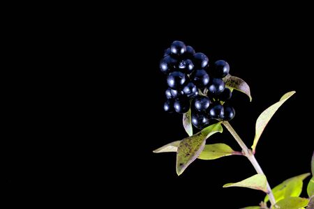 Branch with wild privet berries in front of black backgroundの写真素材