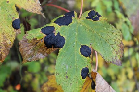 Close up of maple leaf with maple wrinkled scab also called Tar Spot. It is caused by a fungus called Rhytisma acerinum. In german it is called ahorn runzelschorfの写真素材
