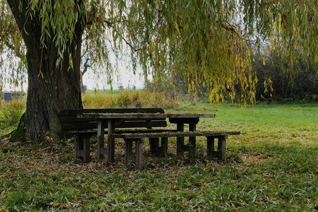 Wooden benches and a wooden table covered with leaves under a weeping willow for picnicの写真素材