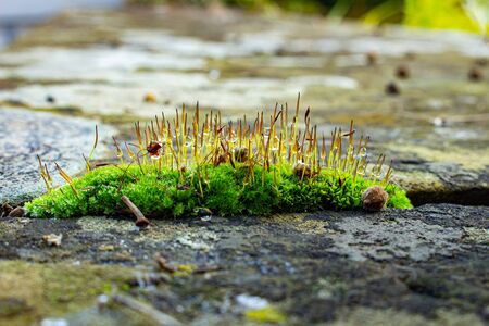 Macro of fresh moss with droplets of water, lichen and seeds of a linden on a sandstone wall,...