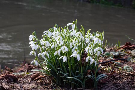 Close up of a group of Snowdrops, Galanthus nivalisの写真素材