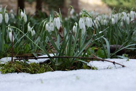 Close up of a group of Snowdrops growing between the last snow, Galanthus nivalisの写真素材