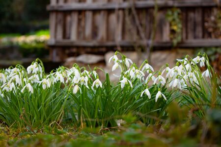 Close up of a group of Snowdrops, Galanthus nivalisの写真素材