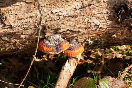 Red belt conk or red belted bracket fungus, growing on a dead tree, Fomitopsis pinicola