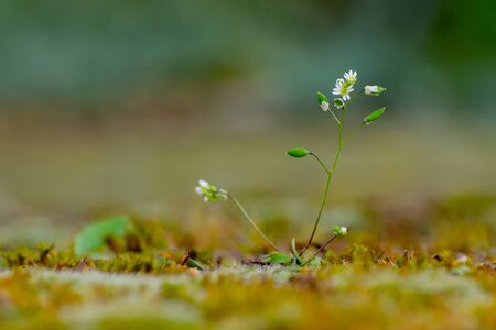 Macro of whitlowgrass growing between moss and lichen on a sandstone wall, Erophila verna