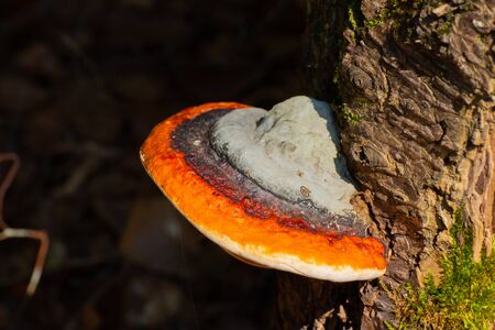 Red belt conk or red belted bracket fungus, growing on a dead tree, Fomitopsis pinicola