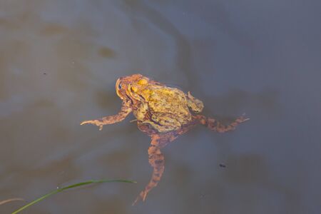 Mating toads swimming in the water, Bufonidae or bufonem emittunt