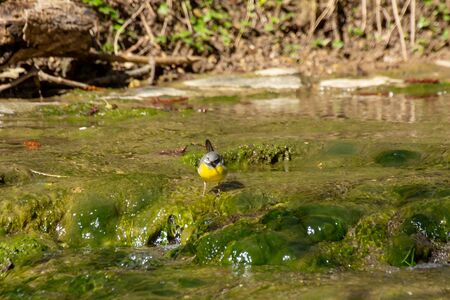 Western yellow wagtail standing on the algae covered rocks of a small creek looking at camera, Motacilla flava or Schafstelzeの写真素材