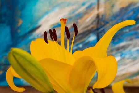 Side view close up of a yellow lily, Hemerocallis lilioasphodelusの写真素材