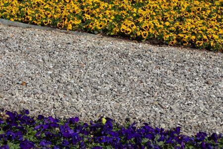 Metal edging separating gravel and blue and yellow pansies in a park, Viola tricolorの写真素材