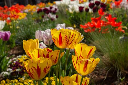 Colorful flowerbed with tulips of various colors and other spring flowersの写真素材