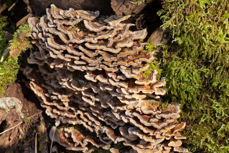 Butterfly tramete and moss on a tree trunk, also known as Trametes versicolor, Coriolus versicolor,...