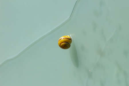 Small snail attached to a frosted glass surface with a crackの写真素材