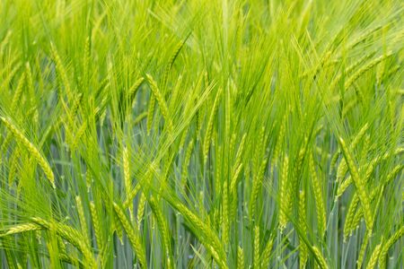 Green Barley Field for natural background, Hordeum vulgare or Gersteの写真素材