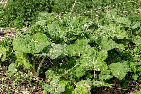 Fresh leaves of a large burdock, Arctium lappa or grosse Kletteの写真素材