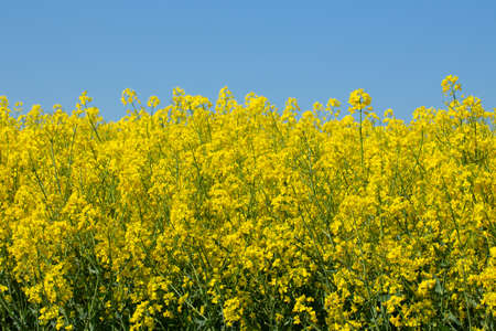 Field of yellow oilseed rape against clear blue sky, Brassica napus