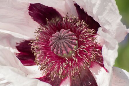 Close up of a white and purple oriental poppy, Papaver orientale or royal wedding.の写真素材