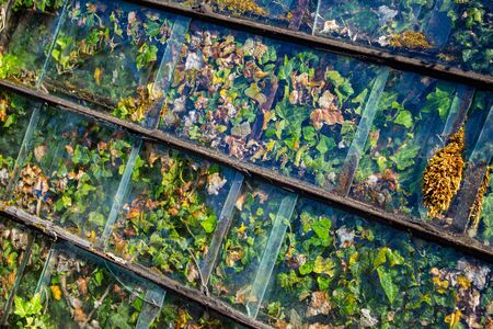 Old glass panel with ivy growing behind it as background