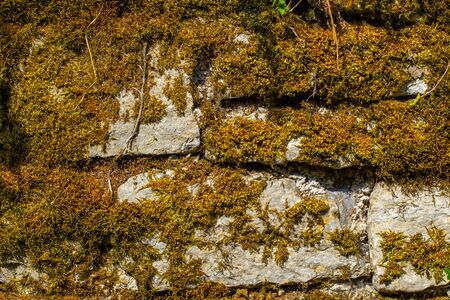 Dry moss and ivy covering a natural stone wall for Background or Wallpaperの写真素材