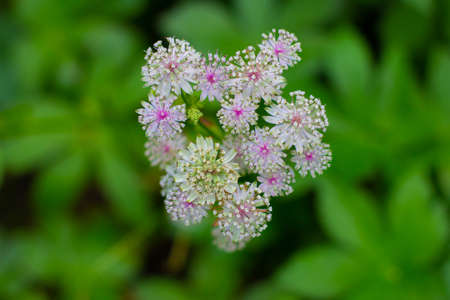 Flowers of a great masterwort, Astrantia major or Grosse Sterdolddeの写真素材