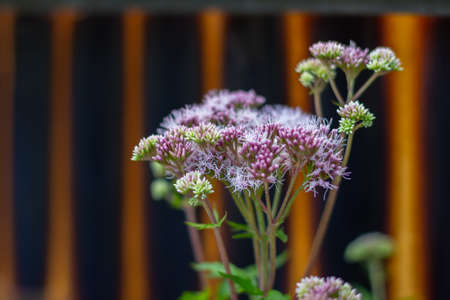 Close up of hemp agrimony, also called Eupatorium cannabinum, holy rope or wasserdost