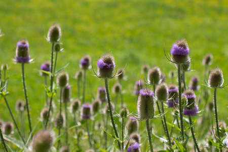 Flowers of wild teasel in autumn, also called Dipsacus fullonum or wilde karde, selected focus,...