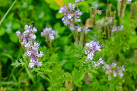 Blue Tansy also called Phacelia tanacetifolia or rainfarn phazelie