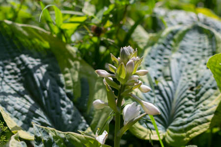 Flowers of a plantain lily, also called giboshi, Hosta Sieboldiana or Blaublatt Funkie