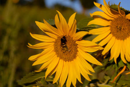 Close up of bumblebee collecting nectar in a sunflowerの写真素材