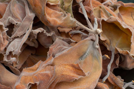 Large dry tropical brown leaves texture for natural background