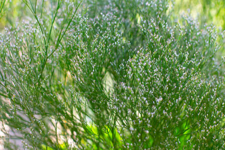 Babies breath, also called Gypsophila paniculata or gypsophila
