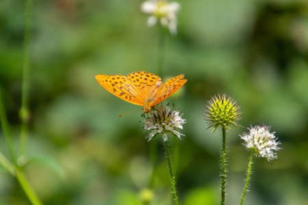 silver washed fritillary butterfly (Argynnis paphia) sitting on a small teasel, also called Dipsacus pilosus or hairy kardeの写真素材