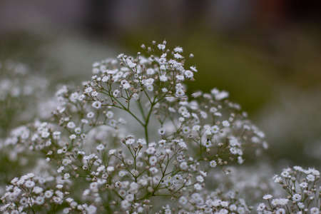 Babies breath, also called Gypsophila paniculataor gypsophilaの写真素材