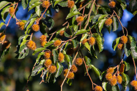 Beechnut hanging on a branch of a beech tree, also called Fagus sylvatica or Bucheckerの写真素材