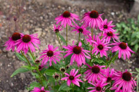Purple coneflower, also called Echinacea purpurea or purple coneflowerの写真素材