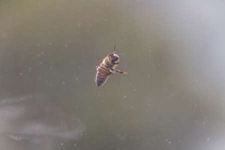 Bee sitting outside a dirty windowの写真素材