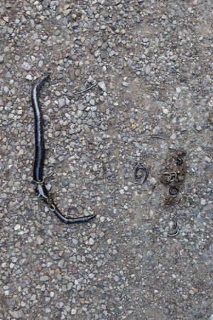 Dead pregnant blindworm run over by a bicycle with its young pressed out of its bodyの写真素材
