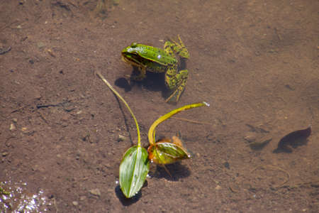 Frog sitting in the water, Pelophylax esculentus or pond frog